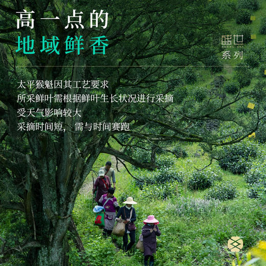 【2025新茶上市】谢裕大手工捏尖太平猴魁盛世5000听绿茶50g 商品图2