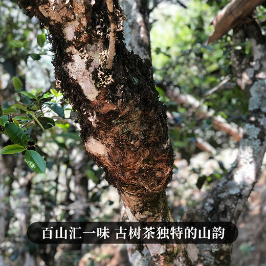 【最后4饼，即将售罄】【黄财神】诸财神之首！2024年春茶云南68座名山拼配普洱茶生茶；愿众生福慧增上 财源广进！1000g/饼 拍5发6 拍20发25 每饼额外赠茶架*1 商品图8