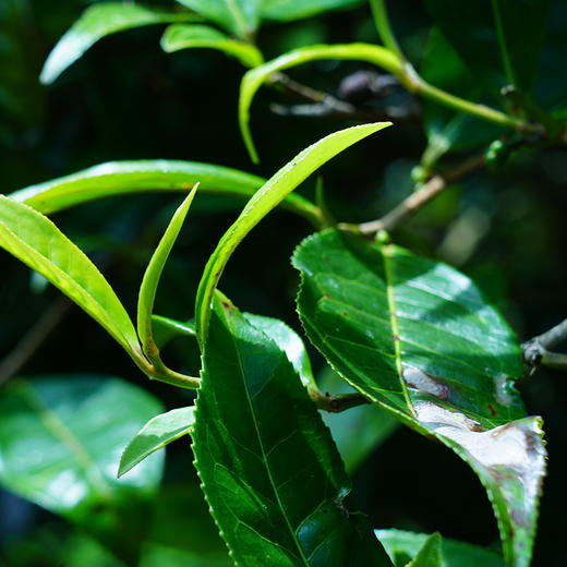 【最后4饼，即将售罄】【黄财神】诸财神之首！2024年春茶云南68座名山拼配普洱茶生茶；愿众生福慧增上 财源广进！1000g/饼 拍5发6 拍20发25 每饼额外赠茶架*1 商品图6