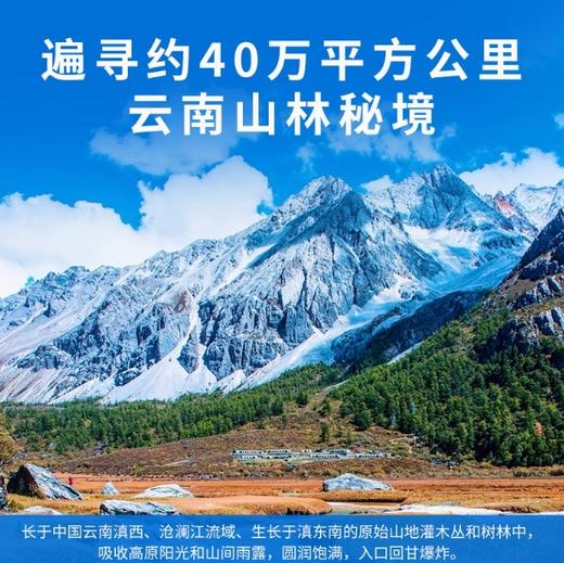 橄清茉莉花滇橄榄汁饮料 商品图2