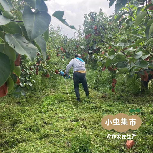 太行山有机酥梨 5斤 | 合作农友生产，产自山西黎城，生产者：张韶明 *【公平贸易农人定价】 商品图9