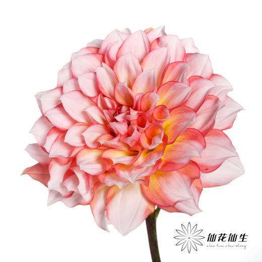 配花 | 大丽花安吉丽娜 商品图1