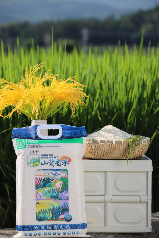 奥谱隆山背香米 高山梯田 传统耕种 山泉灌溉 商品图7