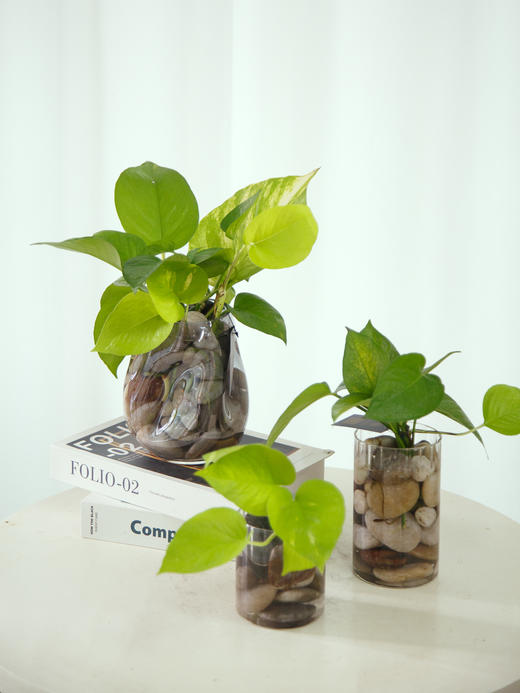 水培绿萝瓶花 商品图0