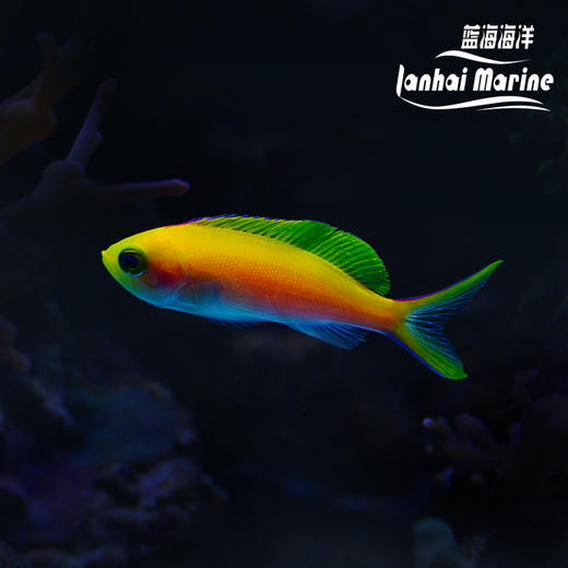 夏威夷宝石 母 商品图0