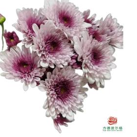 市场小菊-迈锐宝粉