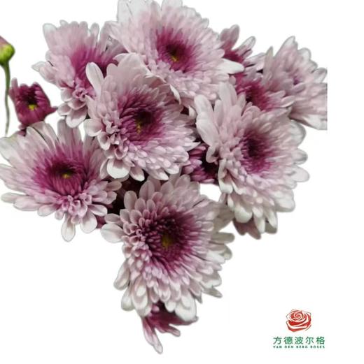 市场小菊-迈锐宝粉 商品图0