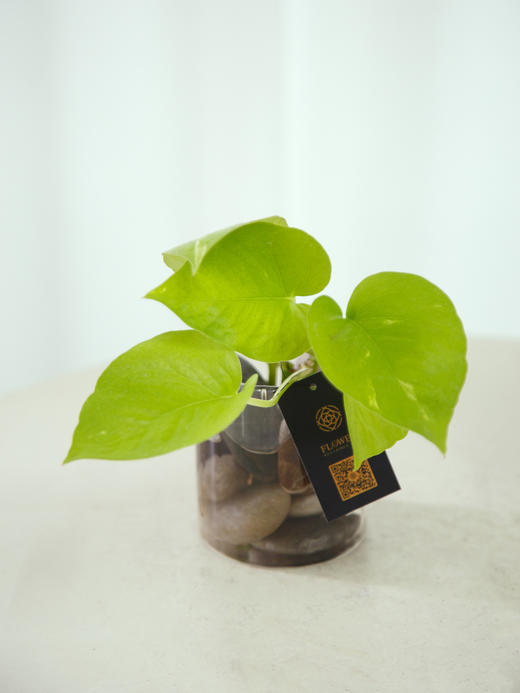 水培绿萝瓶花 商品图3