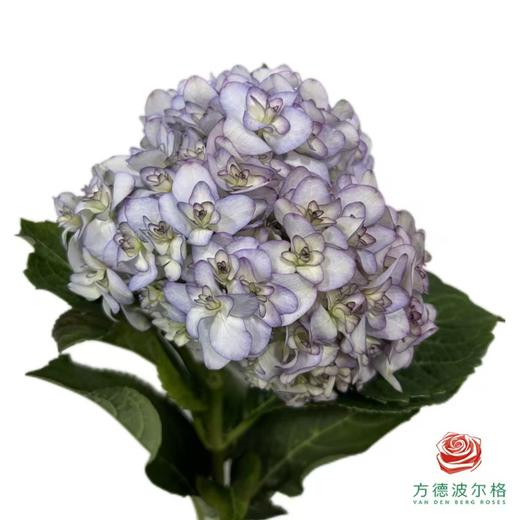 市场绣球-潘多拉系列 商品图1