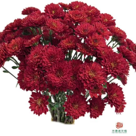 市场小菊-红丝绒 商品图0