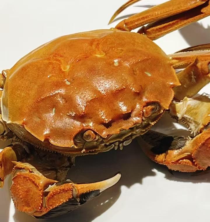 【门店发售】江苏精品湖大闸蟹直供（母蟹2.2-2.8两）
