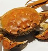【门店发售】江苏精品湖大闸蟹直供（母蟹2.2-2.8两） 商品缩略图0