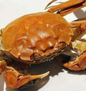 【门店发售】江苏精品湖大闸蟹直供（母蟹2.2-2.8两）