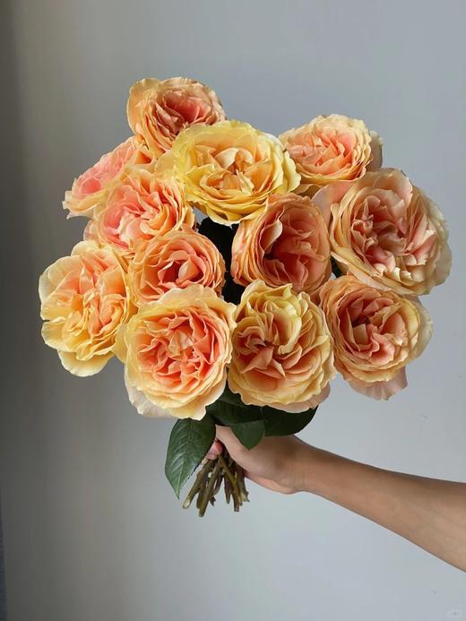 肯尼亚进口鲜花Apricot swirl杏色漩涡玫瑰花10支 商品图2