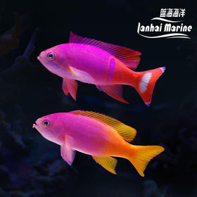 画家宝石 对装