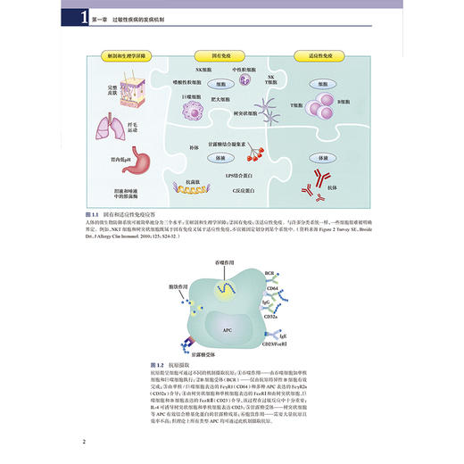 过敏第4版 主译赵作涛 李燕明 张理涛 过敏性疾病的发病机制 食物过敏和胃肠道综合征 儿童哮喘与过敏9787117356831人民卫生出版社 商品图4