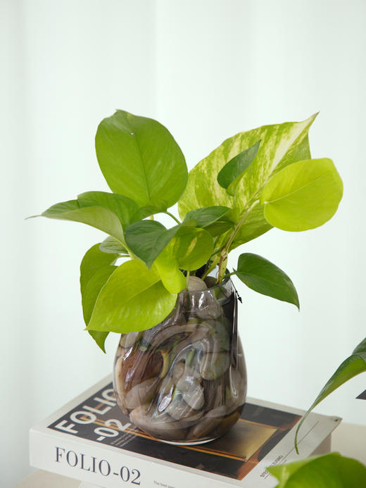 水培绿萝瓶花 商品图1