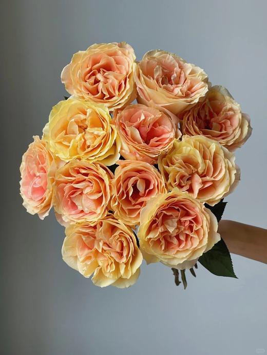 肯尼亚进口鲜花Apricot swirl杏色漩涡玫瑰花10支 商品图1