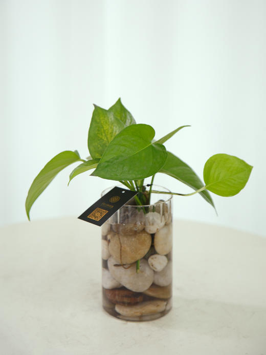 水培绿萝瓶花 商品图2