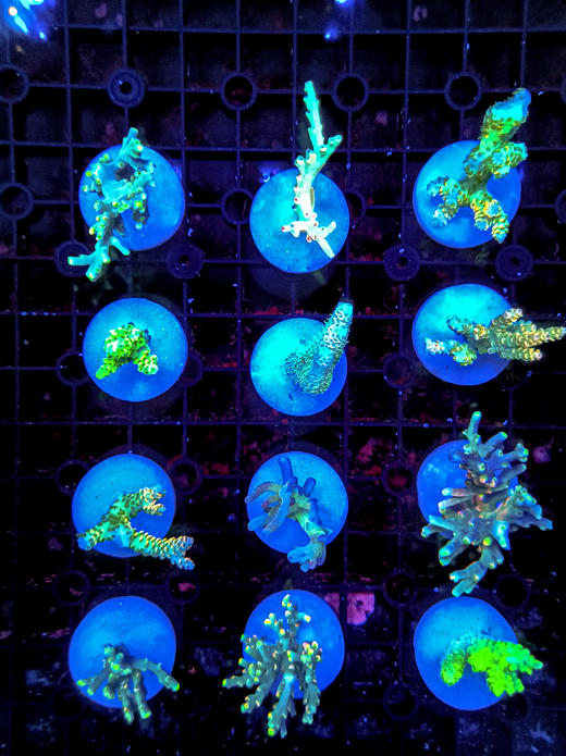 沙巴试水断枝 商品图1