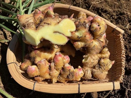 周二取货：【云南小黄姜】一袋1斤左右，提高食欲，增强肠胃功能！ 商品图5