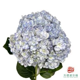 市场绣球-潘多拉系列