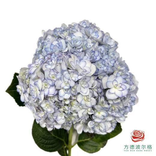 市场绣球-潘多拉系列 商品图0