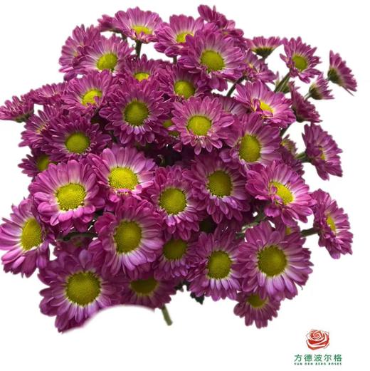 市场小菊-草莓酱 商品图1