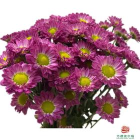 市场小菊-草莓酱