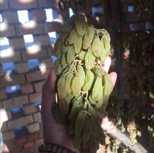 一串绿香妃新疆特级带枝干更健康 商品图5