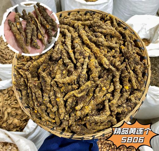 黄连 黄连片 精选出口级精品单支黄连 无泥净货 商品图1