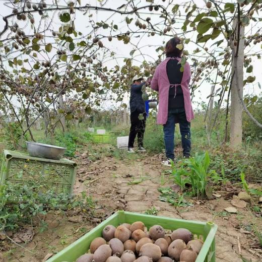 瑞玉猕猴桃  【纯甜的晚熟猕猴桃】 商品图4
