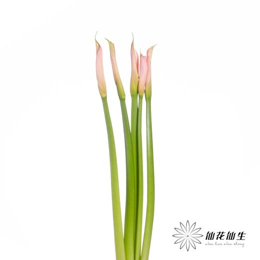 海芋 | 粉色（花苞紧闭状态发出） 商品图2