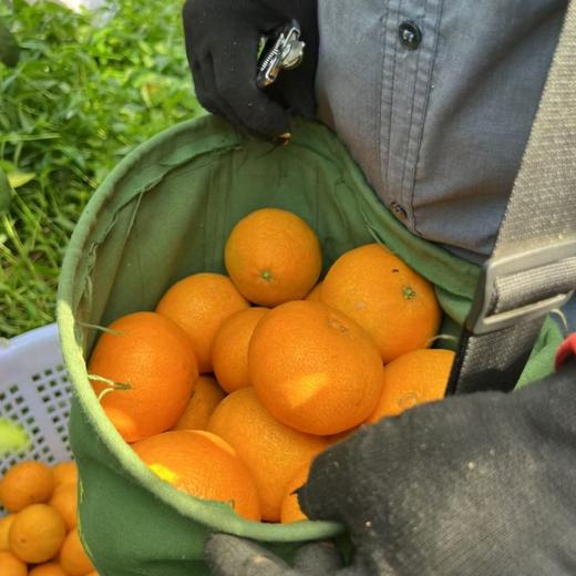 纯甜红美人果冻橙，口感最佳期多送1斤【顺丰发货，爱媛28号，无籽无渣，爆汁无酸，甜度一流，超薄果皮，出汁率满满】 商品图5
