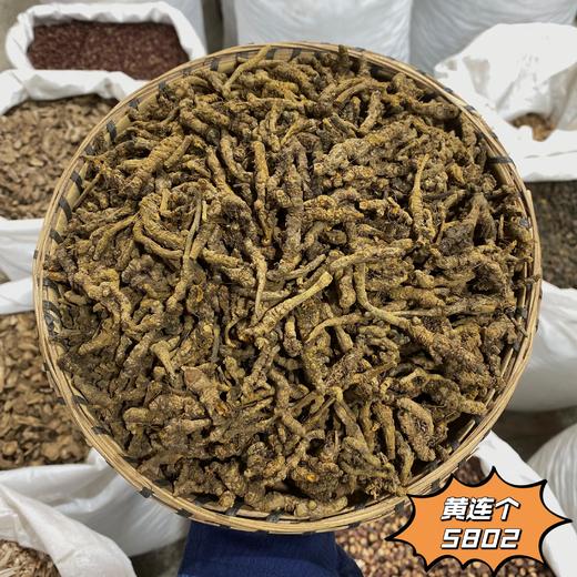 黄连 黄连片 精选出口级精品单支黄连 无泥净货 商品图3