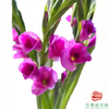 剑兰-十五岁 5枝一扎 商品缩略图0