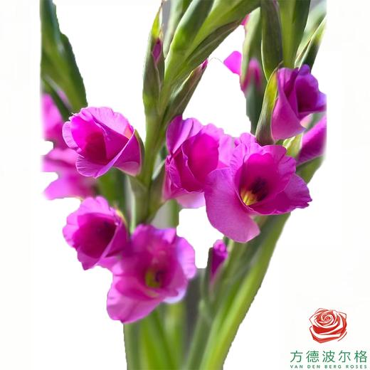 剑兰-十五岁 5枝一扎 商品图0