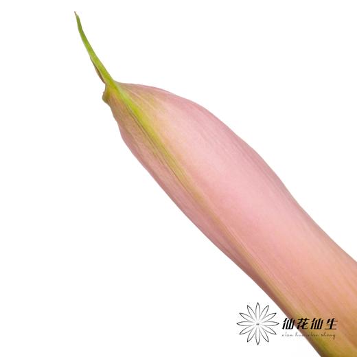 海芋 | 粉色（花苞紧闭状态发出） 商品图4