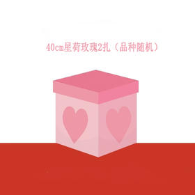 【抽奖链接】40cm星荷玫瑰2扎，品种随机