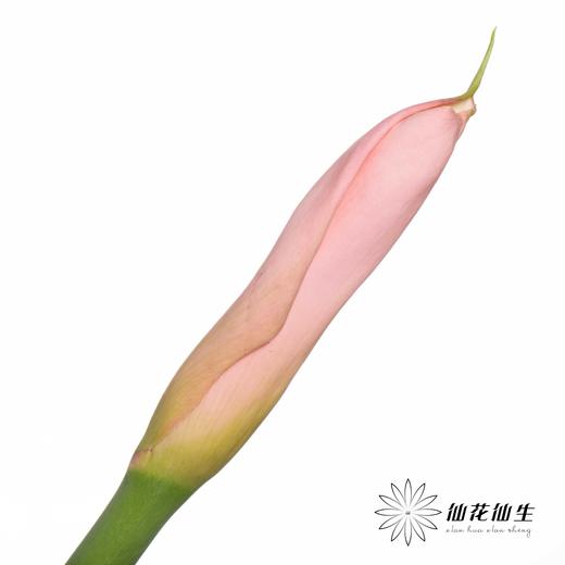 海芋 | 粉色（花苞紧闭状态发出） 商品图1