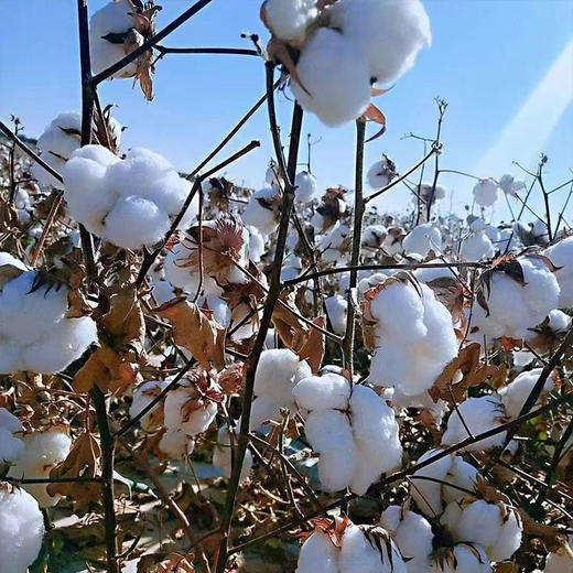 【正宗新疆棉花被】有着阳光味道的棉花被，采用南疆手采棉花，蓬松的纤维感，云朵般轻柔 商品图4