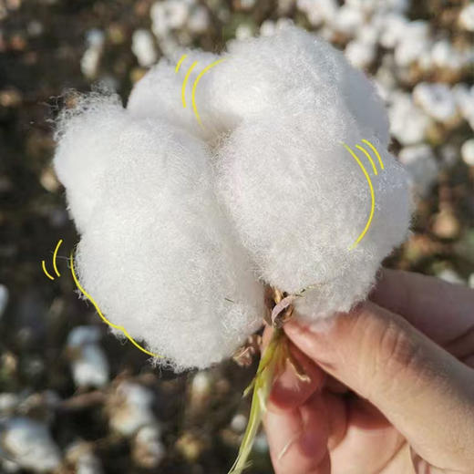 【正宗新疆棉花被】有着阳光味道的棉花被，采用南疆手采棉花，蓬松的纤维感，云朵般轻柔 商品图6