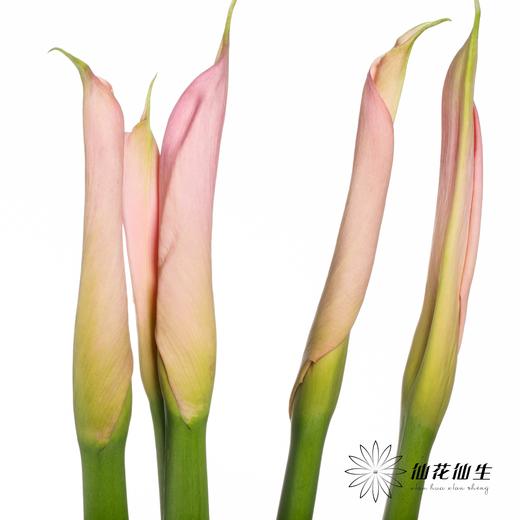 海芋 | 粉色（花苞紧闭状态发出） 商品图5