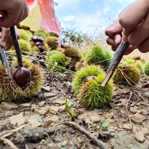 正宗迁西  燕山老树板栗 ·颗颗饱满，香、甜、糯，烤着吃、炖汤吃，炒菜吃都绝配哦！ 商品图7