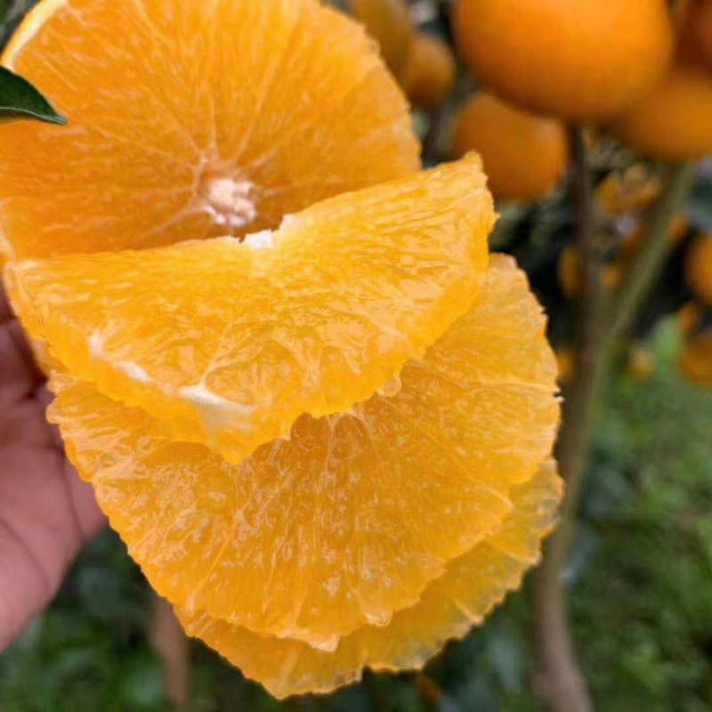 红美人果冻橙（爱媛28）【顺丰发货，无籽无渣，爆汁无酸，甜度一流，超薄果皮，出汁率满满】