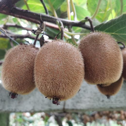 瑞玉猕猴桃  【纯甜的晚熟猕猴桃】 商品图3