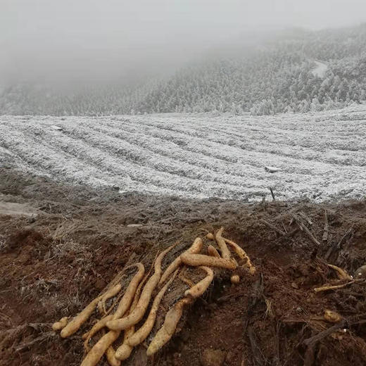 【云端上的有机雪山山药】冰激凌般软糯香软 连续年通过8年有机认证 生长在雅安宝兴2300米海拔的夹金山上 商品图3