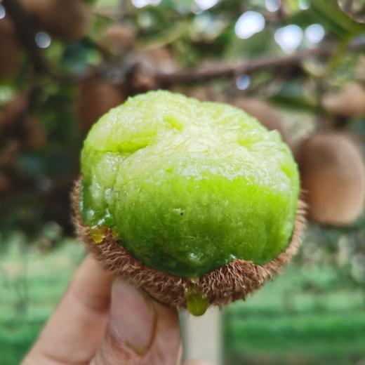 瑞玉猕猴桃  【纯甜的晚熟猕猴桃】 商品图2