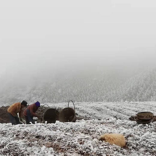 【云端上的有机雪山山药】冰激凌般软糯香软 连续年通过8年有机认证 生长在雅安宝兴2300米海拔的夹金山上 商品图4