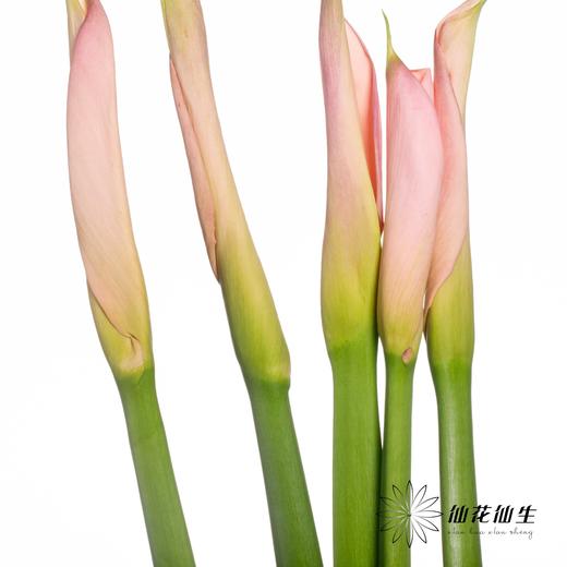 海芋 | 粉色（花苞紧闭状态发出） 商品图0